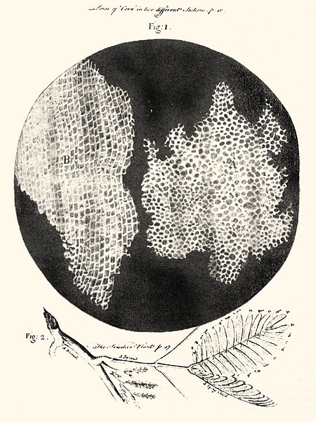 Hooke's drawing of cells in cork (source: wikipedia)